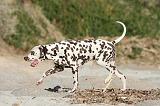 DALMATIEN 111